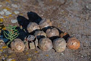 The cones of the cypress tree. photo