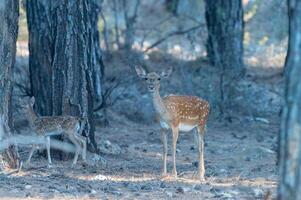 hembra barbecho ciervo con su adular en el bosque. barbecho ciervo, dama dama foto