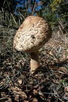 Young Parasol mushroom in the morning sunlight. photo