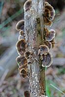 Mushrooms Growing on Trees. Trametes versicolor, also known as coriolus versicolor and polyporus versicolor mushrooms. photo