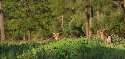 A pair of male fallow deer in the forest photo