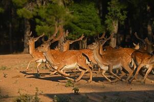 Male fallow deer fleeing from danger photo