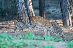 Baby fallow deer drinking water with its mother in the forest. Fallow Deer, Dama dama photo