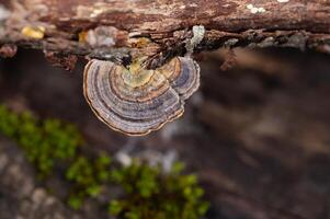 Mushrooms Growing on Trees. Trametes versicolor, also known as coriolus versicolor and polyporus versicolor mushrooms. photo