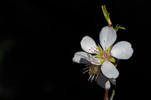 The flower of the almond tree that blooms in spring. Close-up shot. photo