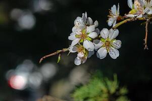 el flor de el almendra árbol ese floraciones en primavera. de cerca disparo. foto