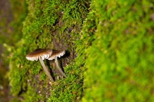 Side view of small fungi growing among the moss. photo