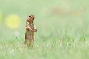 Ground squirrel with mud all over his body. Cute funny animal ground squirrel. Green nature background. photo