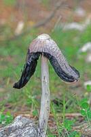 lanudo tapón de tinta seta. coprinus coma. Burdur, Turquía. foto