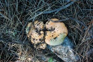 lactarius color salmón es un especies de comestible seta desde el russulaceae familia. foto