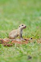 Ground squirrel feeding. Cute funny animal ground squirrel. Green nature background. photo