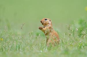 Ground squirrel with mud all over his body. Cute funny animal ground squirrel. Green nature background. photo