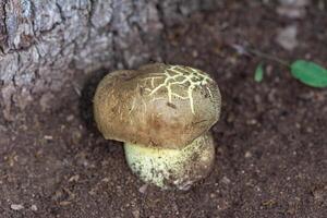 A species of Hortiboletus mushroom. photo