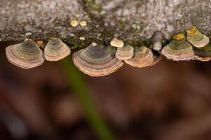 Mushrooms Growing on Trees. Trametes versicolor, also known as coriolus versicolor and polyporus versicolor mushrooms. photo