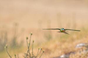 Blue-cheeked Bee-eater, Merops persicus flying in the sky. photo