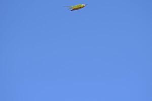 Blue-cheeked Bee-eater, Merops persicus flying in the sky. photo