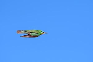 Blue-cheeked Bee-eater, Merops persicus flying in the sky. photo