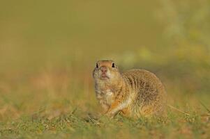 Ground Squirrel with teeth showing. photo