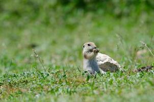 A baby ground squirrel being fed. Cute funny animal ground squirrel. Green nature background. photo