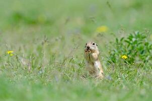 Ground squirrel feeding. Cute funny animal ground squirrel. Green nature background. photo