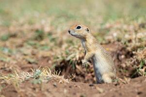 anatolian suelo souslik ardilla espermophilus xantoprimno mirando fuera de el nido. foto