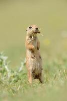 Ground Squirrel is feeding and looking around. photo