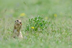 Ground squirrel feeding. Cute funny animal ground squirrel. Green nature background. photo