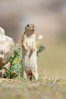 Anatolian Souslik-Ground Squirrel, Spermophilus xanthoprymnus standing next to a rock. photo