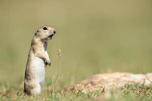 en pie anatolian suelo souslik ardilla espermophilus xanthoprymnus. foto