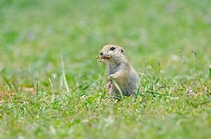 Ground squirrel feeding. Cute funny animal ground squirrel. Green nature background. photo