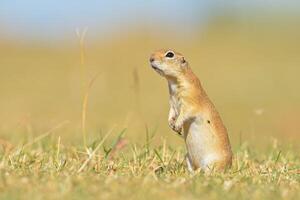 The ground squirrel is standing. photo