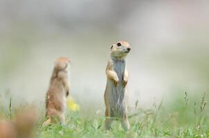 Cute funny animal ground squirrel. Green nature background. photo