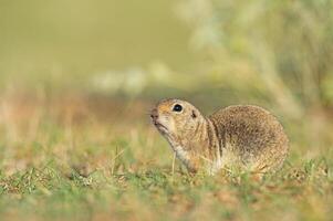 un anatolian suelo souslik ardilla espermophilus xantoprimno defecando. foto