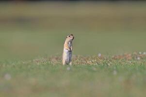 un ardilla con un araña en sus cabeza. anatolian souslik, suelo ardilla, espermophilus xantoprimno foto