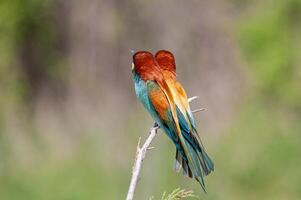 European Bee-eaters, Merops apiaster on the branch. Green background. Colourful birds. Back detail. photo