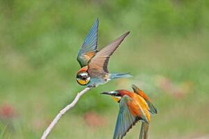 Fighting European Bee-eaters, Merops apiaster. Green background. Colourful birds. photo