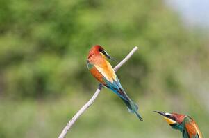 European Bee-eaters, Merops apiaster on the branch. Green background. Colourful birds. photo