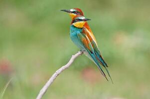 European Bee-eaters, Merops apiaster on the branch. Green background. Colourful birds. photo