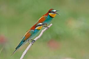 Bee-eating European Bee-eater, Merops apiaster. Green background. Colourful birds. photo