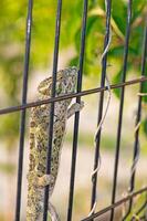 chameleon on the fence in the garden. Chamaeleo chamaeleon. photo