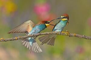 The European Bee-eater are fighting. photo