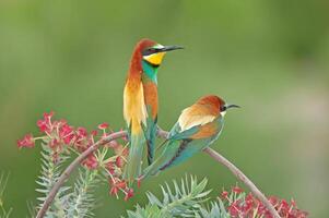 European Bee-eaters, Merops apiaster on the branch. Green background. Colourful birds. Back detail. photo