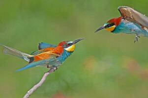 European Bee-eater, Merops apiaster, with wings spread. Green background. Colourful birds. photo