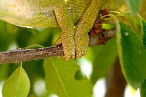 Close-up foot shot of a chameleon walking on a tree branch. photo