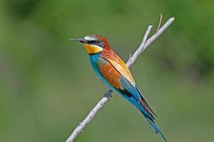 europeo comedor de abejas con roto pico, merops apiaster en rama. verde antecedentes. vistoso aves. foto