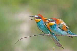 europeo abejarucos, merops apiaster en el rama. verde antecedentes. vistoso aves. foto