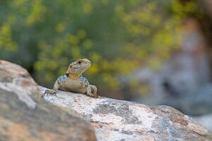 gris hardun lagarto, laudakia estelio en un rock en sus natural hábitat. foto