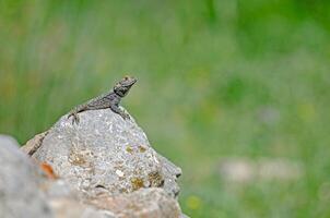 gris hardun lagarto, laudakia estelio broncearse en un rock en sus natural hábitat. foto