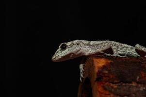 Close-up of Kotschy's Naked-toed Gecko in its natural habitat, on a tree stump Mediodactylus kotschyi. A gecko licking its eye. photo