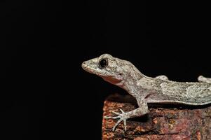 Close-up of Kotschy's Naked-toed Gecko in its natural habitat, on a tree stump Mediodactylus kotschyi. A gecko licking its eye. photo